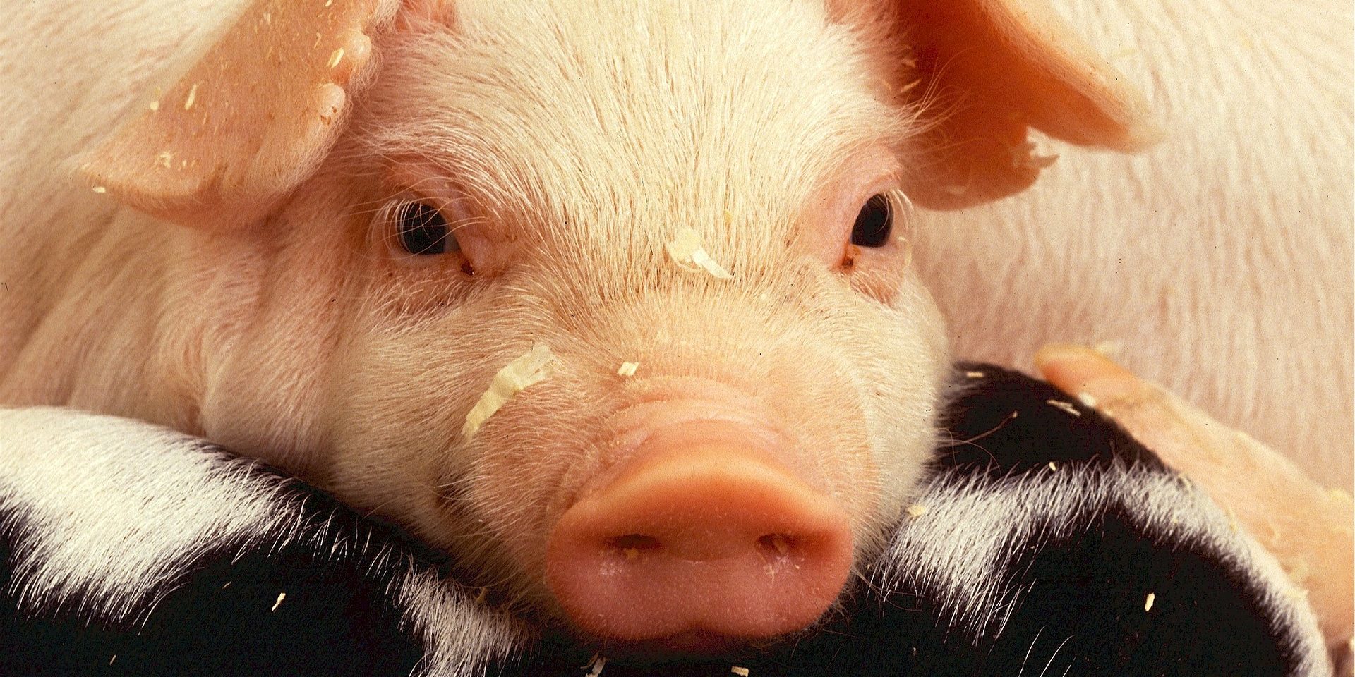 体表寄生虫感染率达73%！中国猪寄生虫流调大数据揭秘！ – 浙江海正动物保健品有限公司